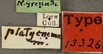 Media type: image;   Entomology 13326 Aspect: labels